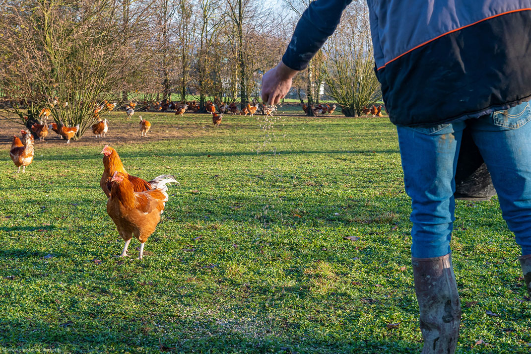 Agriculteur entrain de nourrir ses volailles